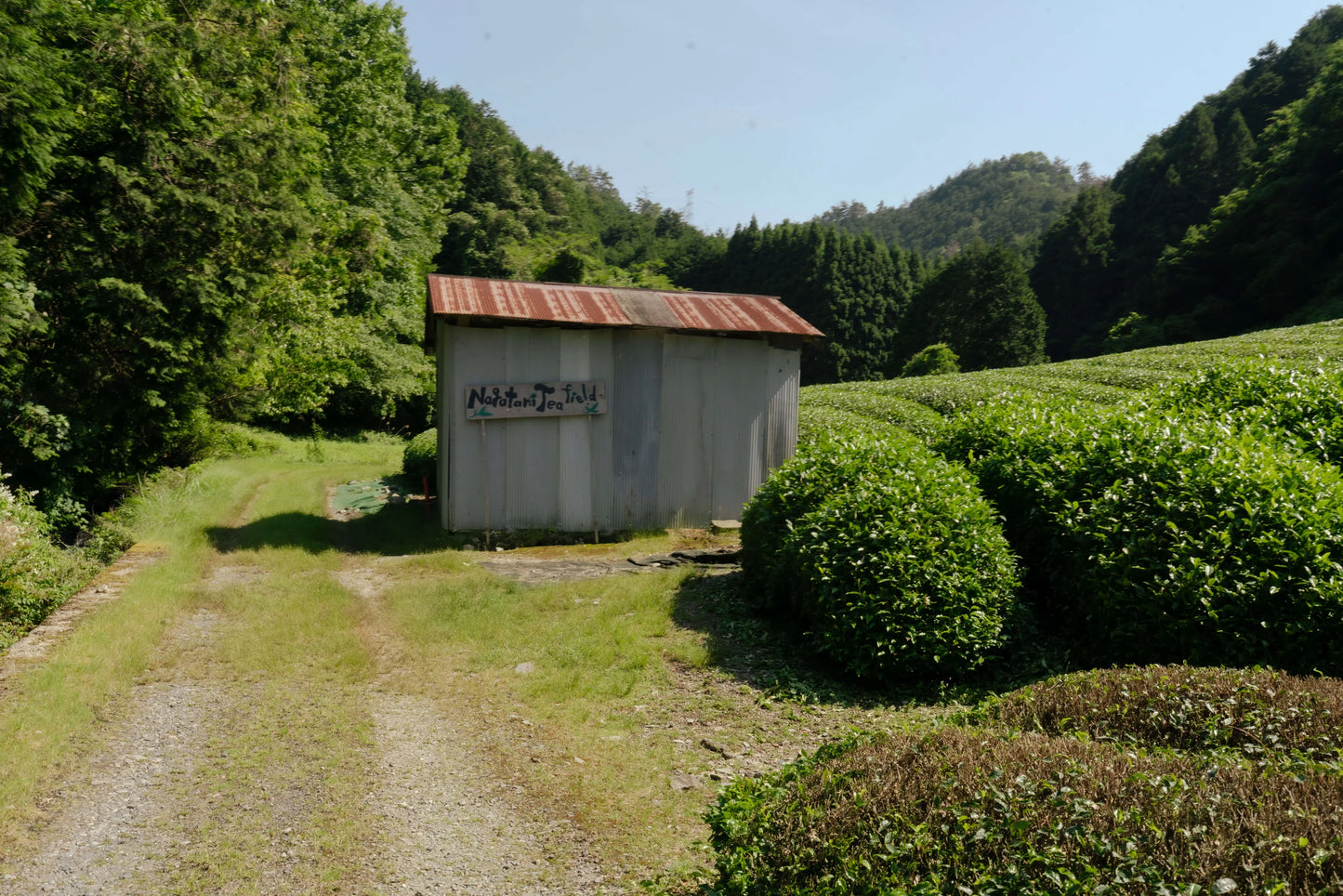 Matcha Yabukita by Nagatani