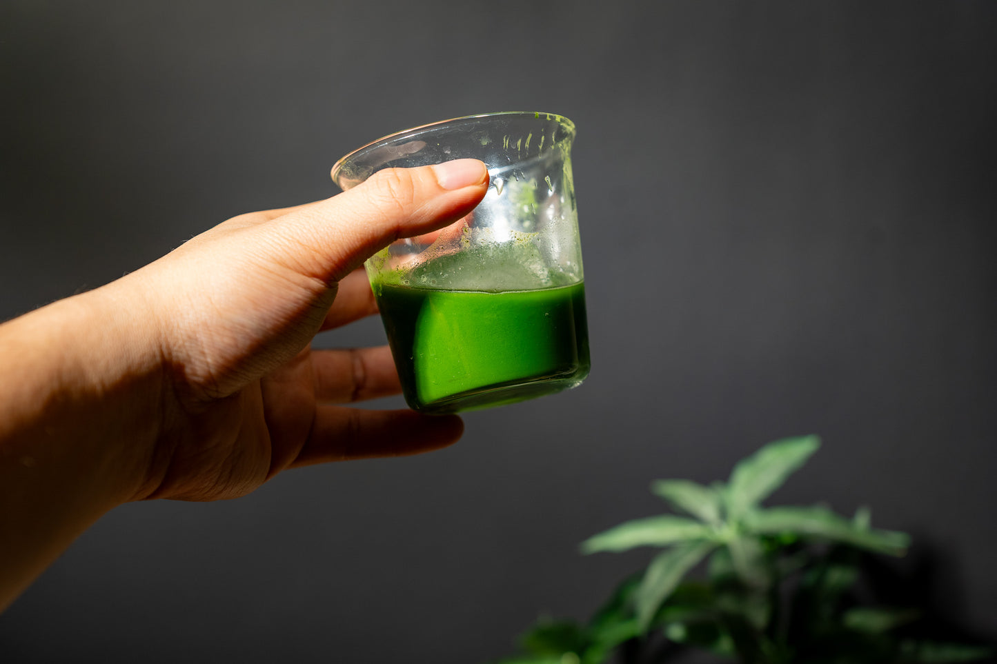 Matcha Asa-midori by Hiroaki Hasegawa (Asahi-Samidori) Premium++ Ceremonial Matcha 30g