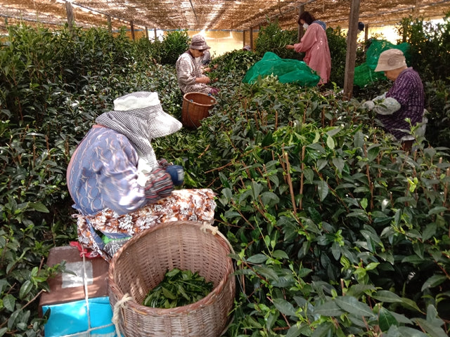 2025 White Leaf Tea (Rare Tea)(S Grade) – Japanmatchaph